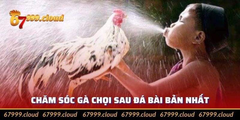 Bí Kíp Chăm Sóc Gà Chọi Sau Khi Đá Giúp Hồi Phục Nhanh Nhất
