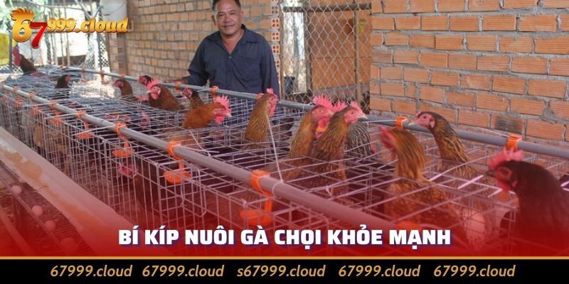 Cách Nuôi Gà Chọi Khỏe Mạnh Và Chiến Đấu Cực Sung Cho Sư Kê