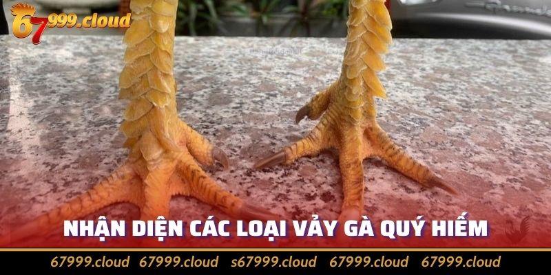 Điểm Danh Vảy Gà Quý Hiếm Được Các Sư Kê Săn Lùng