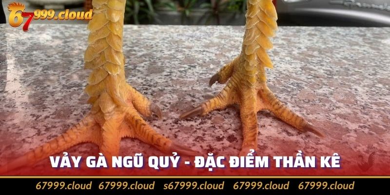 Vảy Gà Ngũ Quỷ Là Gì? Cách Nhận Diện Bằng Đặc Điểm Nổi Bật