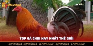Top Gà Chọi Hay Nhất Thế Giới 2024 Không Thể Bỏ Qua
