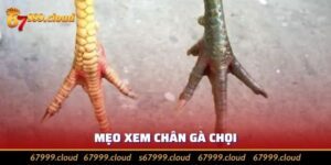 Cách Xem Chân Gà Chọi Hay Được Áp Dụng Hiệu Quả Nhất 2024