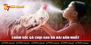 Bí Kíp Chăm Sóc Gà Chọi Sau Khi Đá Giúp Hồi Phục Nhanh Nhất