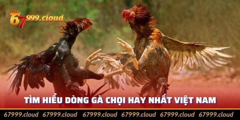 Top Dòng Gà Chọi Hay Nhất Việt Nam Hiện Nay Năm 2024